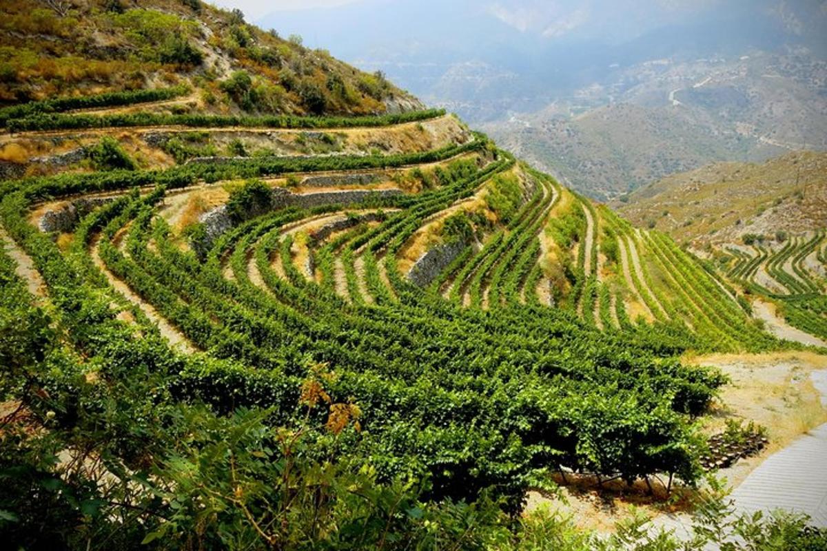 un campo di colture su una collina con un fiume