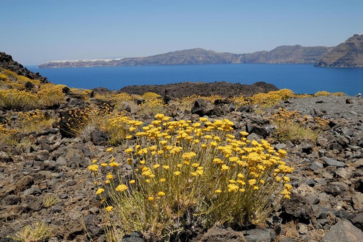 um grupo de flores amarelas em um campo rochoso