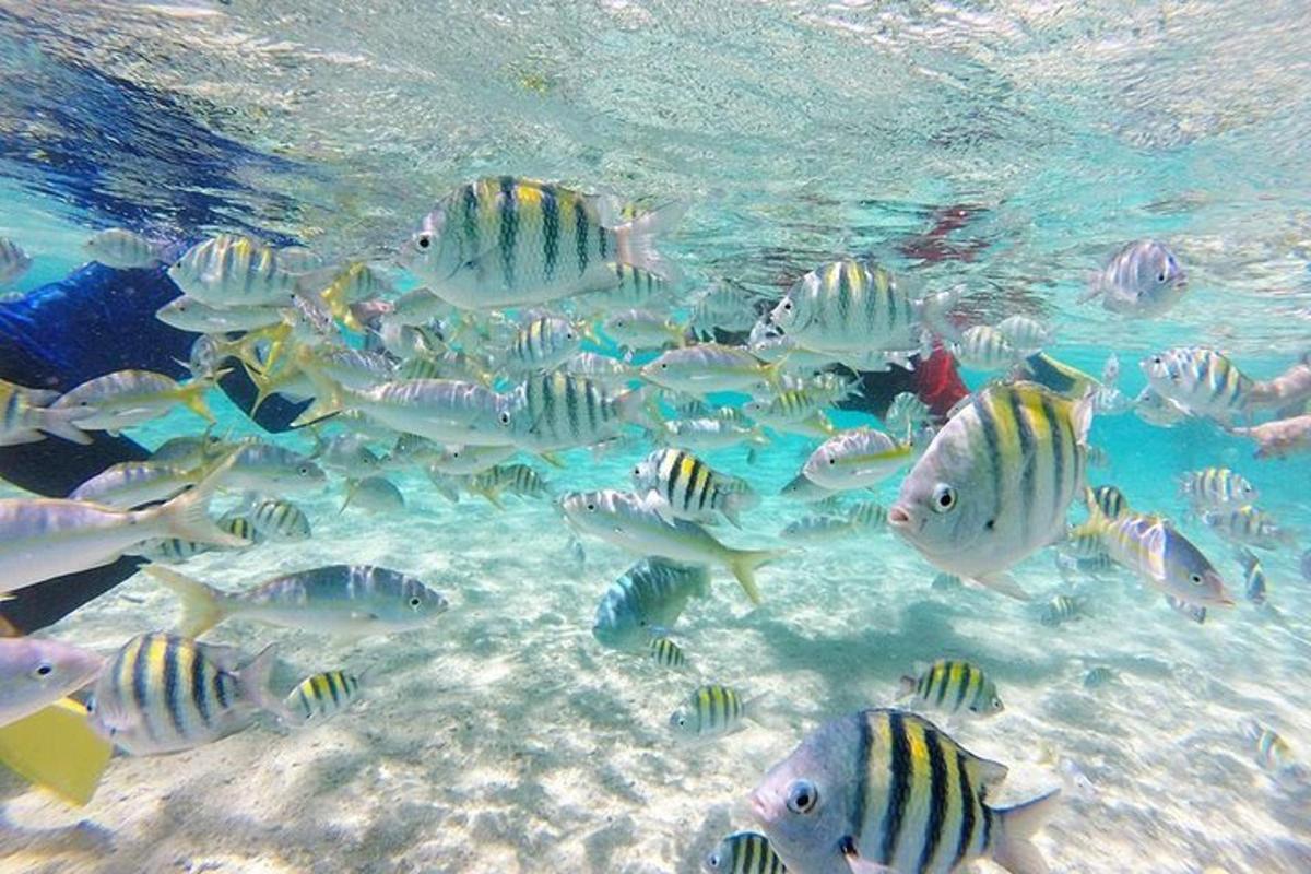 a group of fish swimming in the water