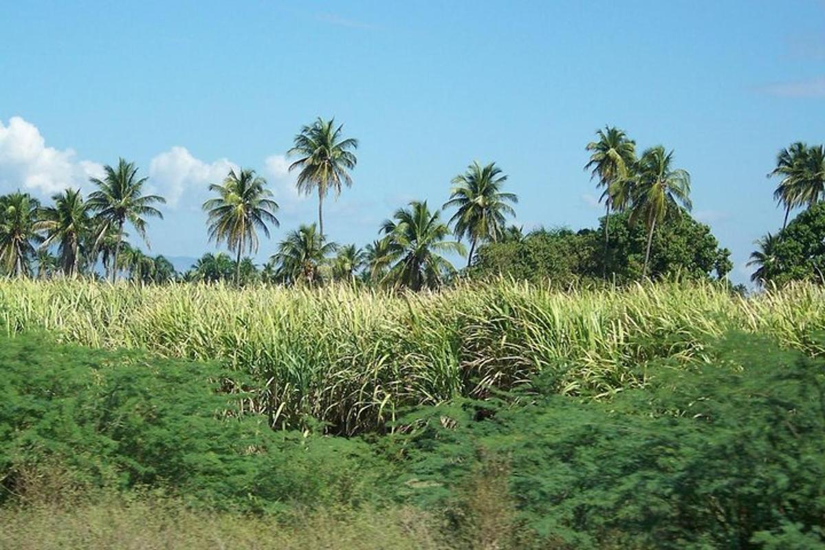 a field of tall grass with palm trees in the background