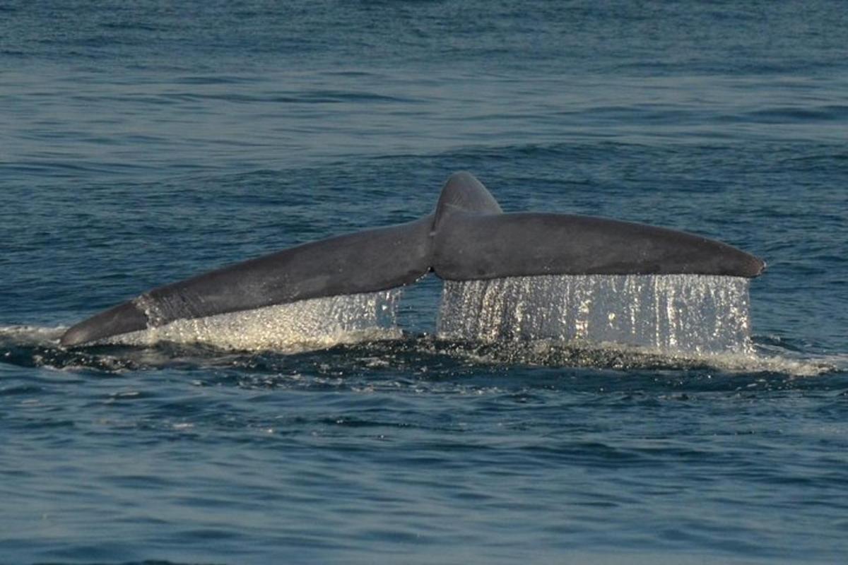 a dolphin tail sticking out of the water