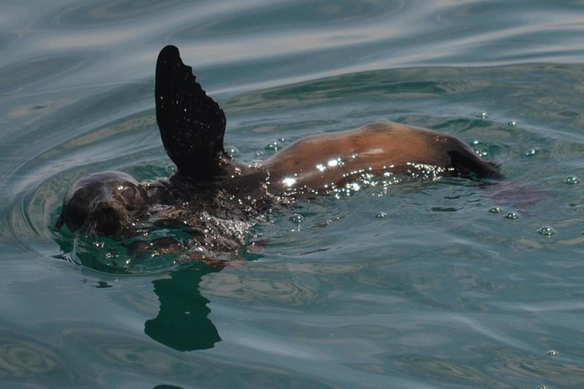 a dog swimming in the water in the water