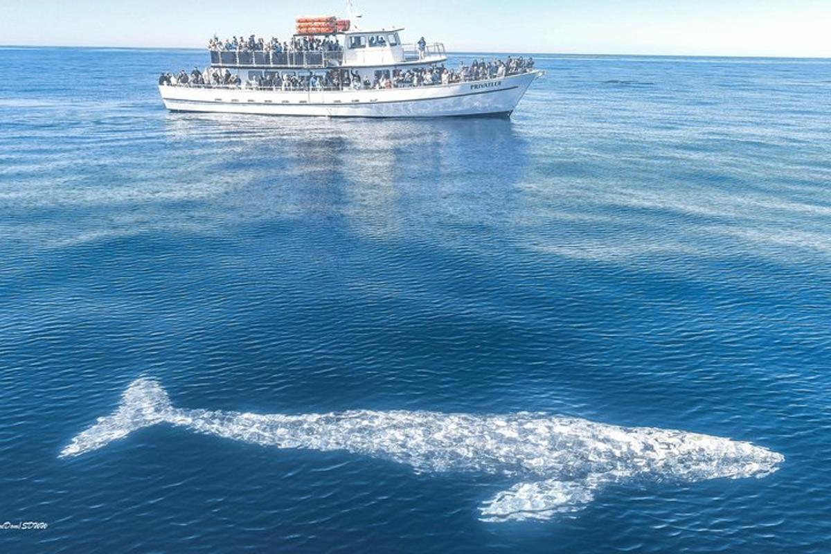 a white whale in the water with a boat