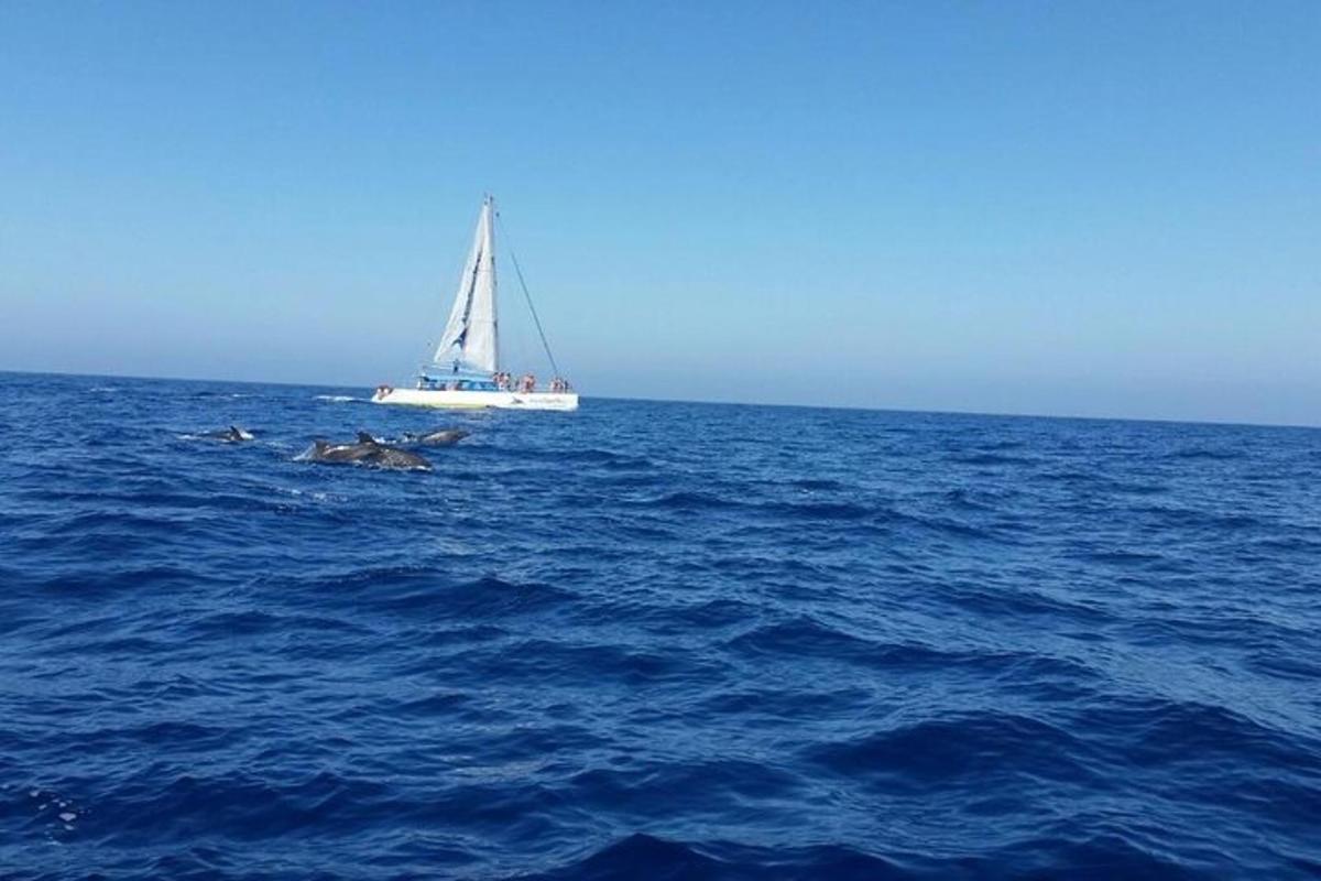 isang layag na bangka sa gitna ng karagatan na may grupo ng mga dolphin