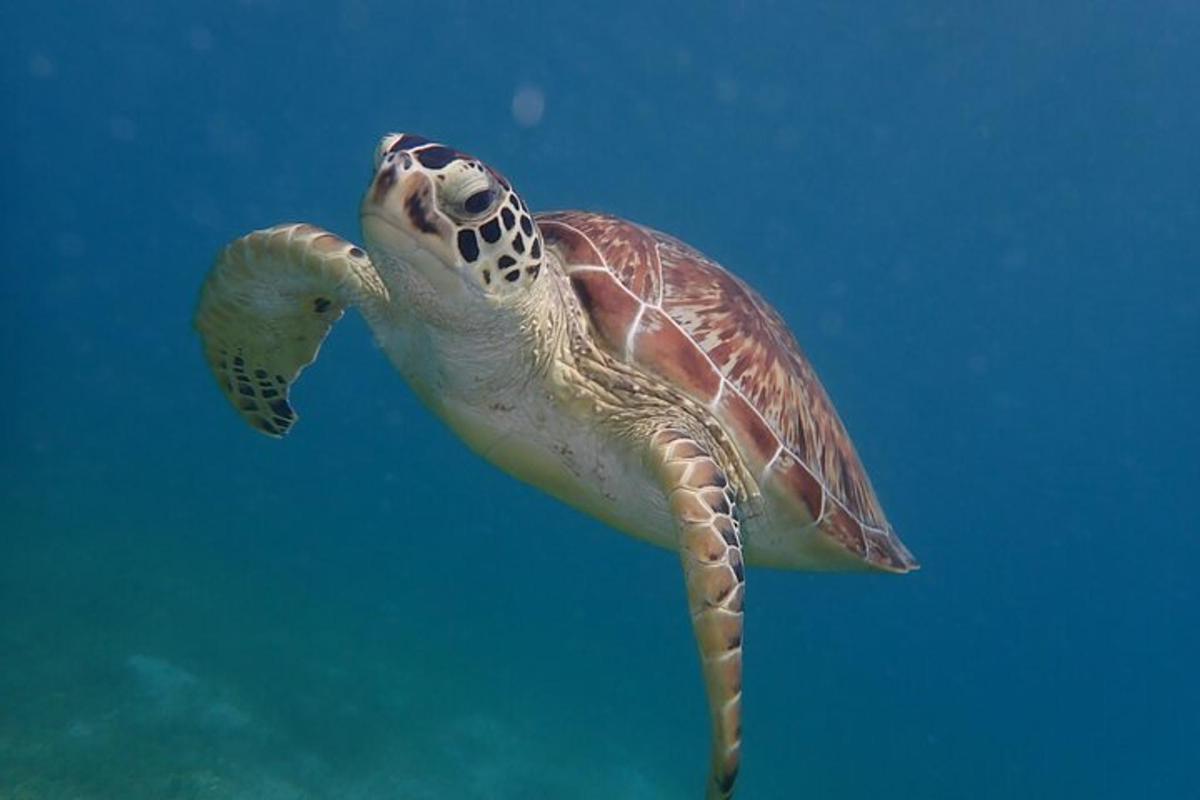 a green sea turtle swimming in the water