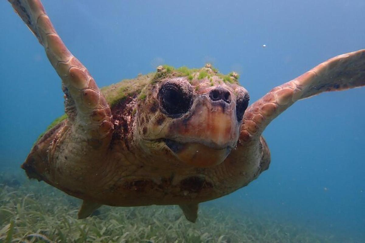 a green sea turtle swimming in the water