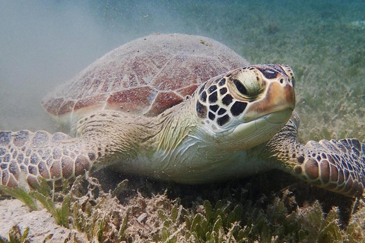a green sea turtle swimming in the water