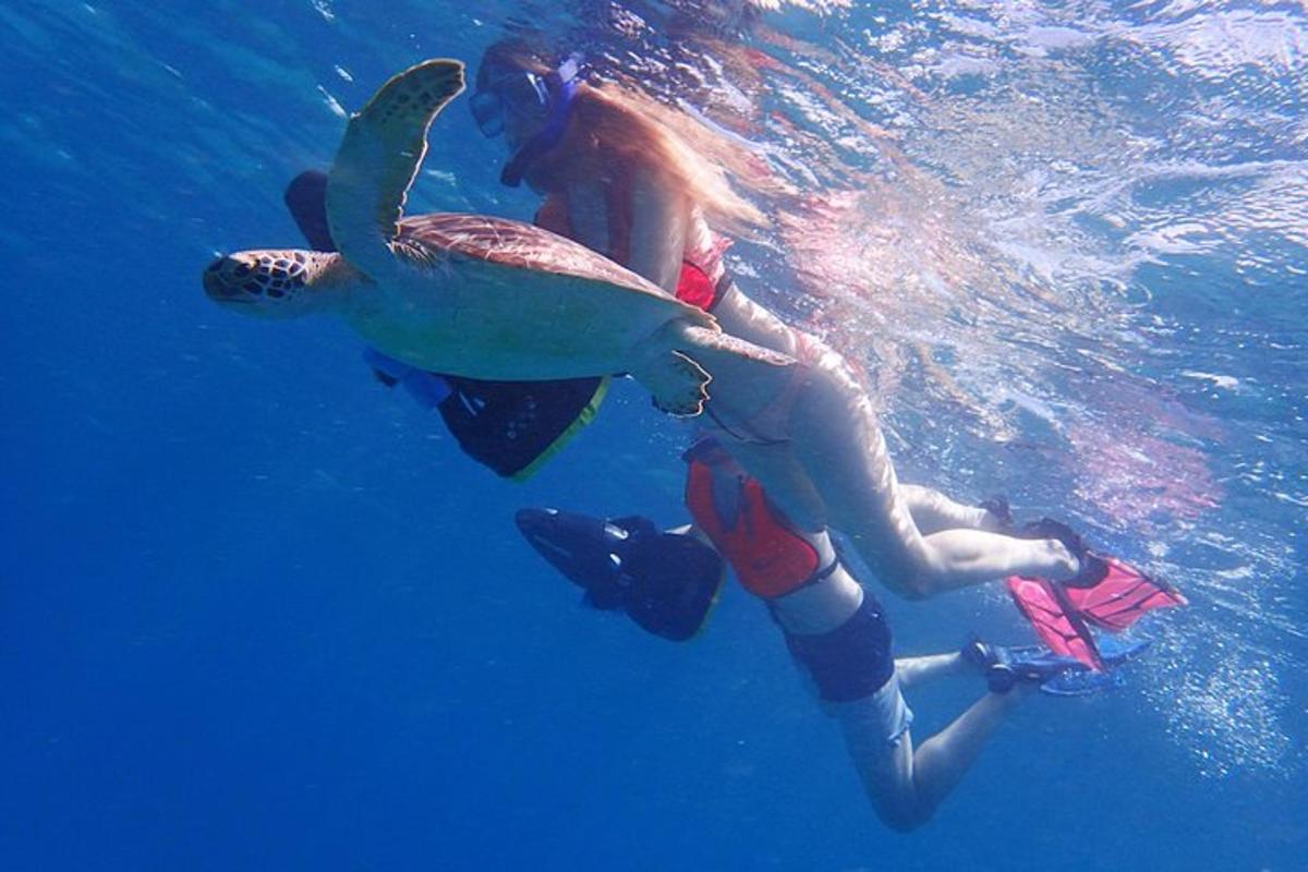 a group of people in the water with a whale shark