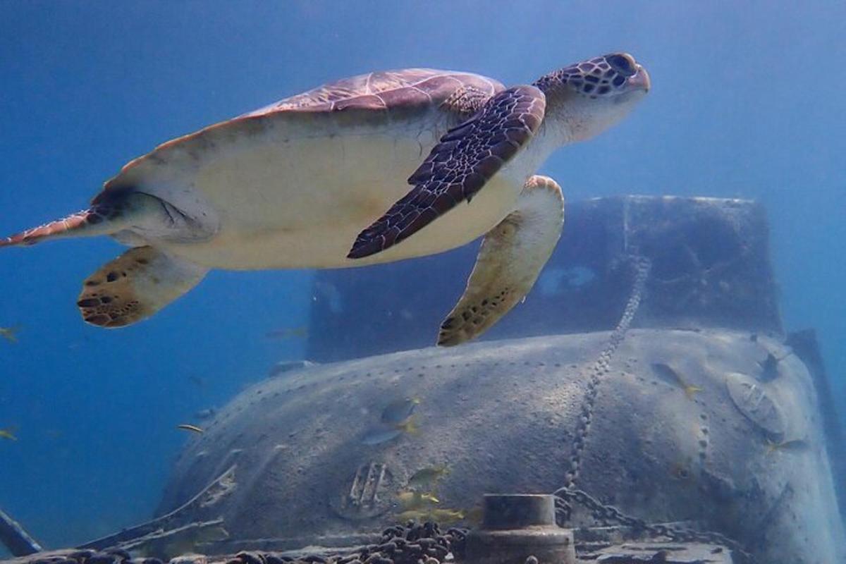 a sea turtle swimming on top of a tank