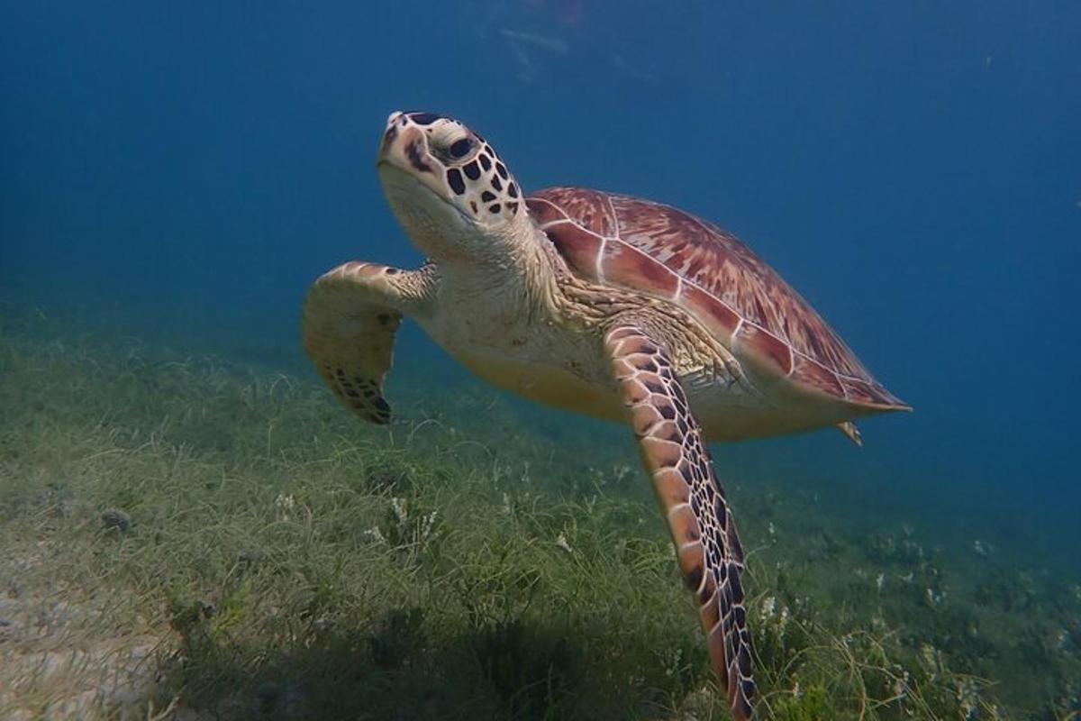 a green sea turtle swimming in the ocean
