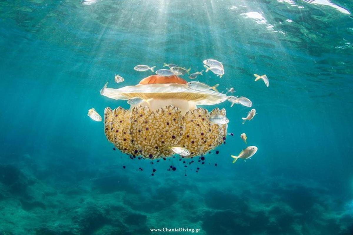 a turtle in the water with a group of fish