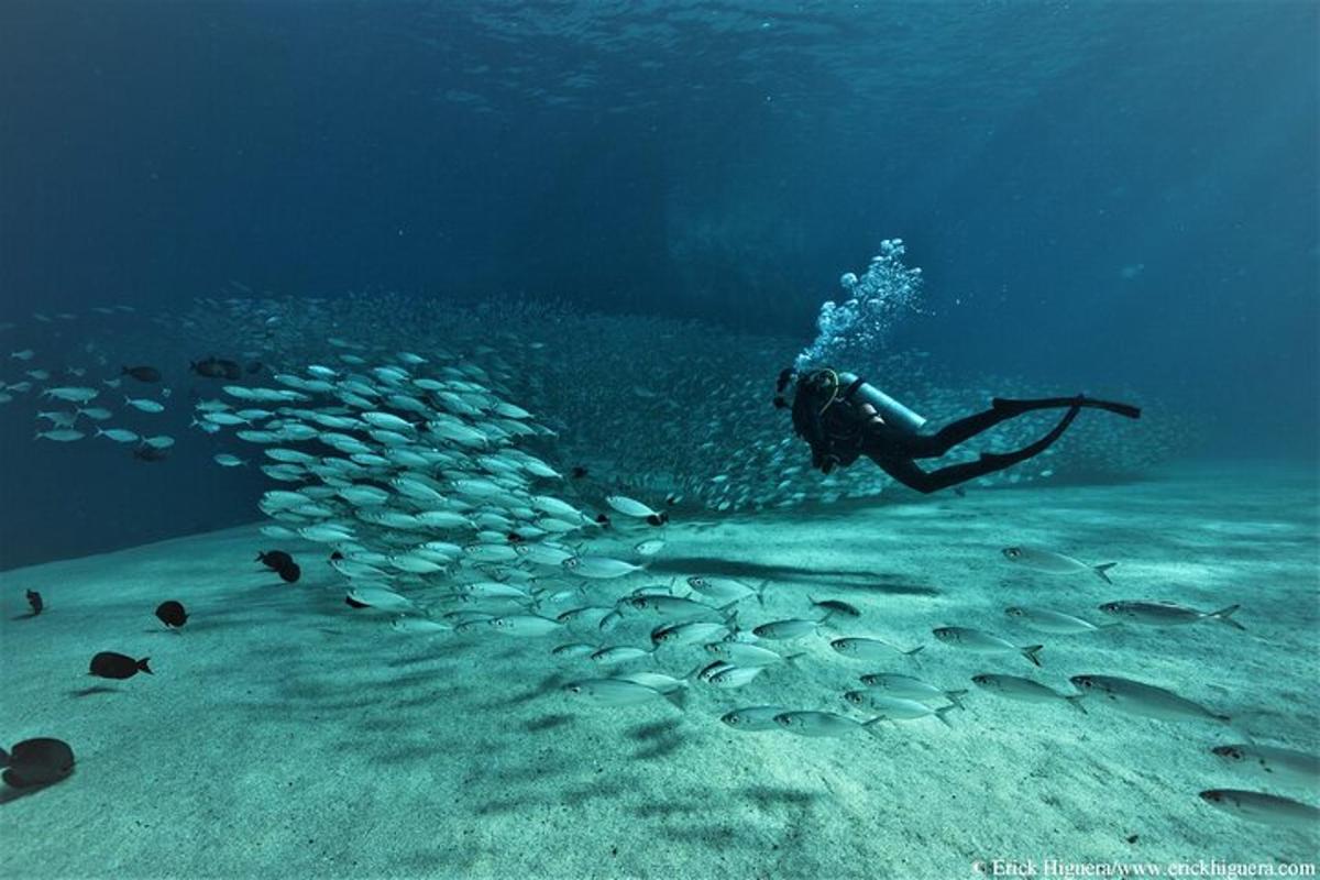 uma pessoa nadando no oceano com um bando de peixes