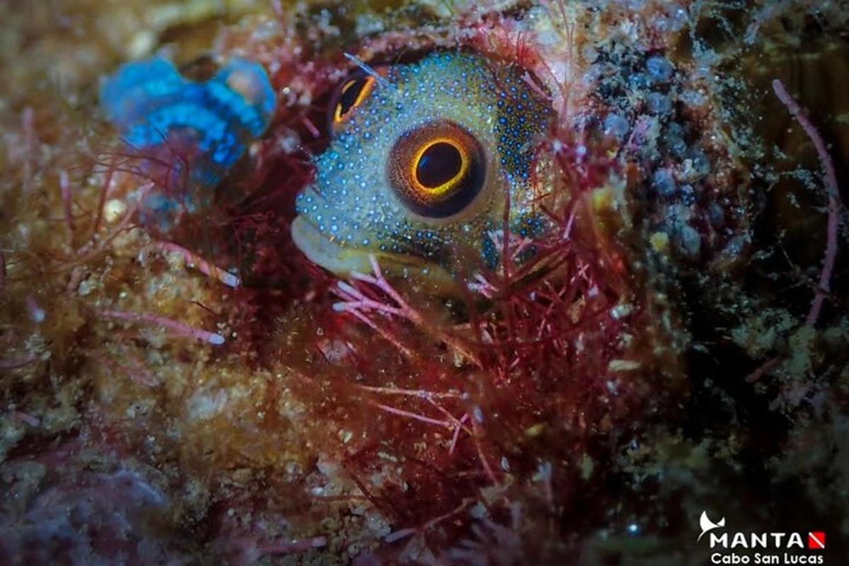 a blue fish is hiding in the reef