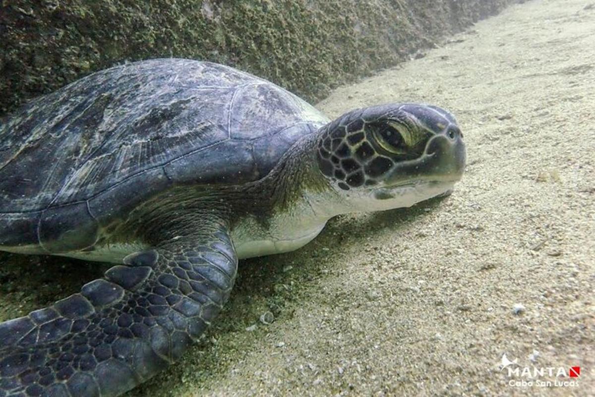 een groene zeeschildpad die op de grond ligt