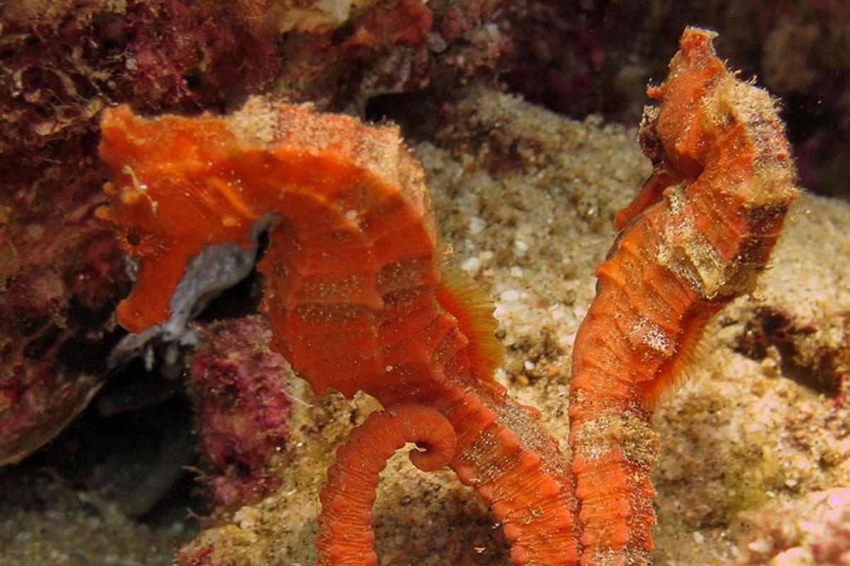 un hippocampe orange assis sur le récif