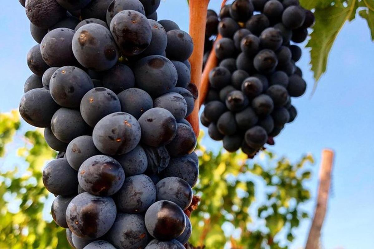 sekumpulan anggur tergantung pada pokok