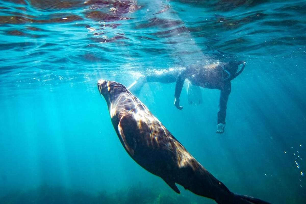 two dolphins are swimming in the water
