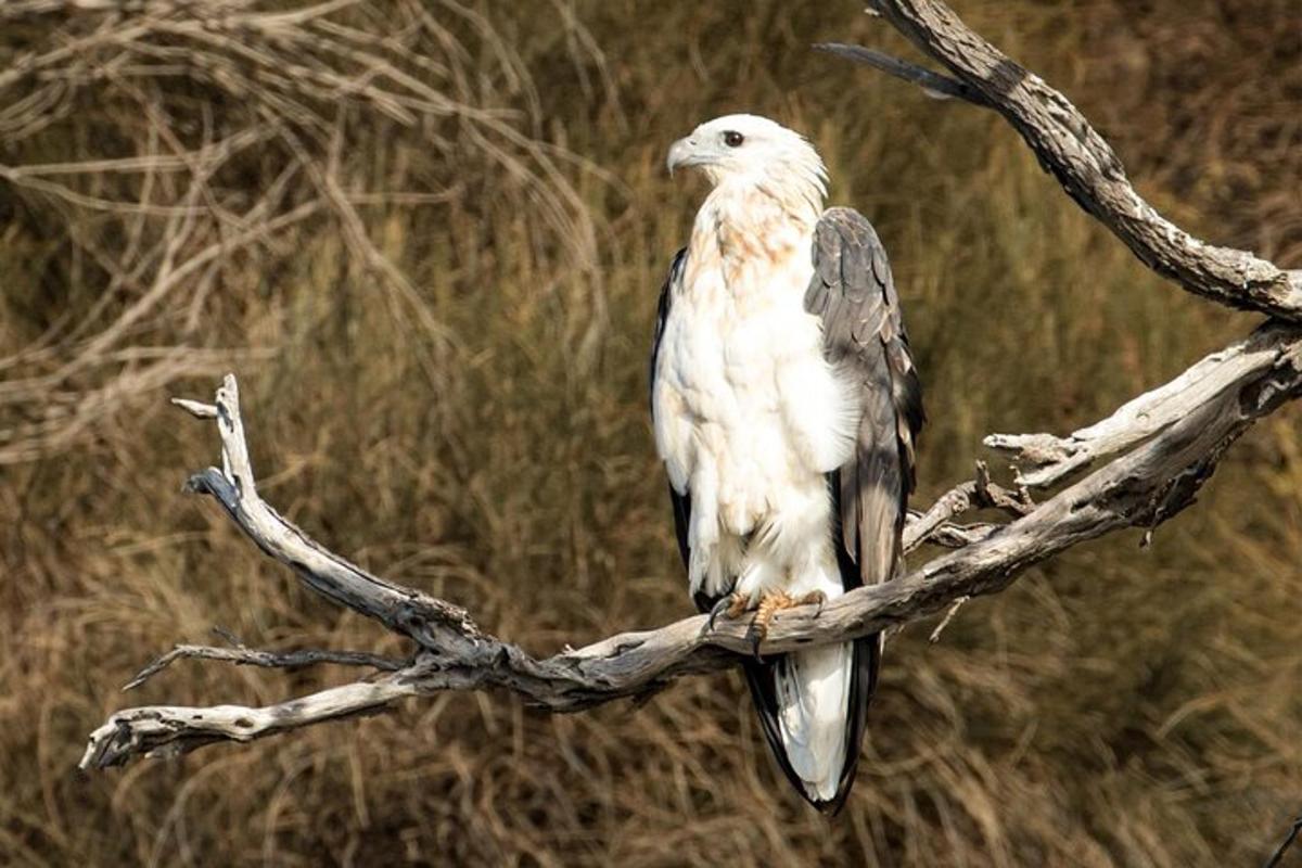 a bird is sitting on a tree branch