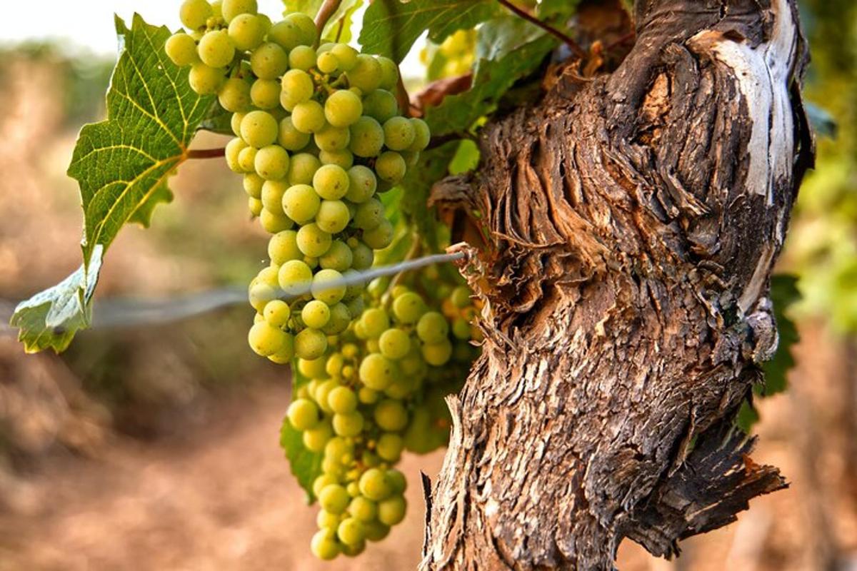 eine Reihe grüner Weintrauben, die an einem Baum hängen