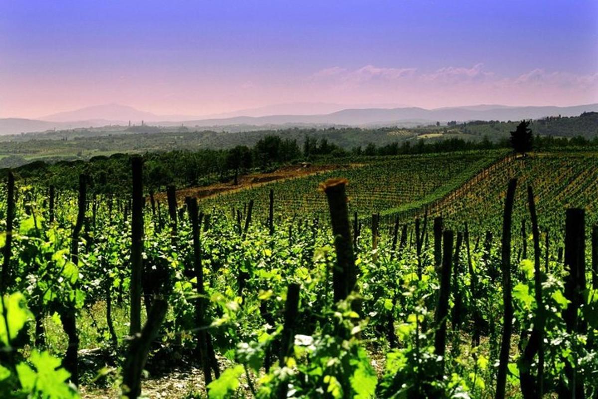 una vista di un vigneto sulle colline