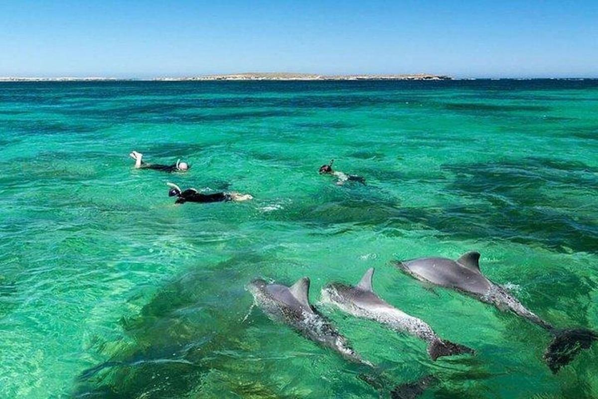 a group of dolphins swimming in the water