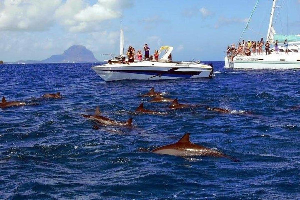 a group of dolphins in the water with boats