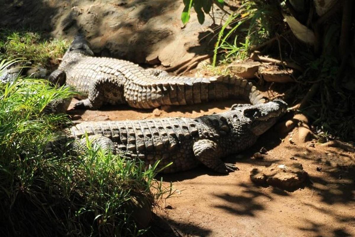 két krokodil fekszik a földön a fűben