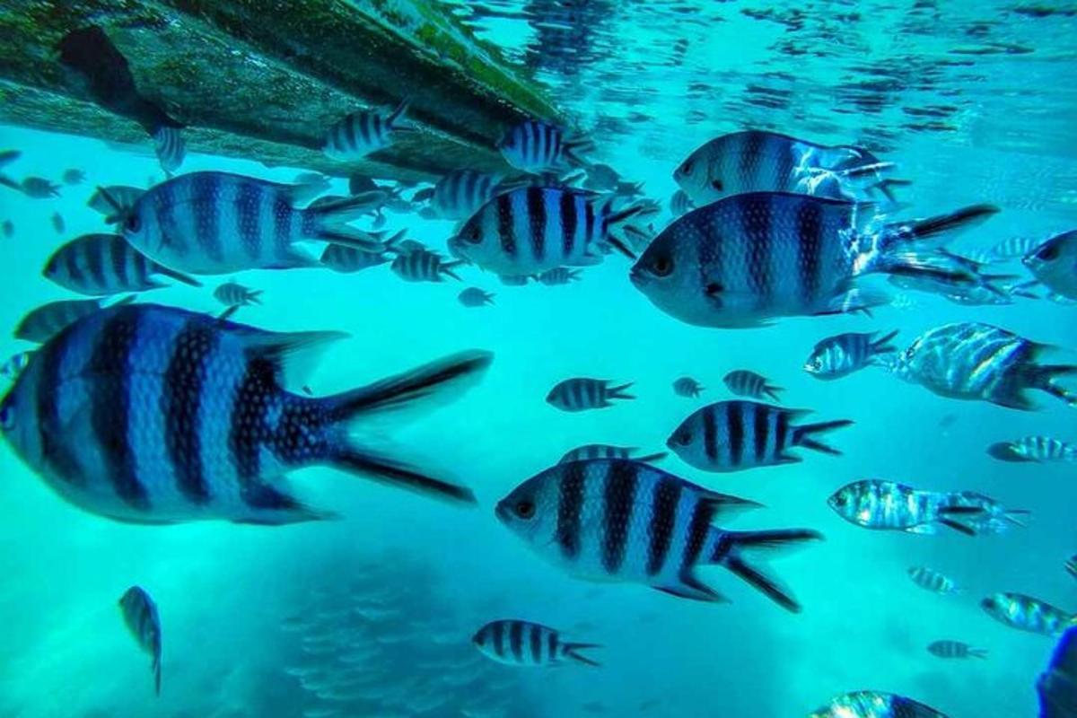 un grupo de peces nadando en el agua