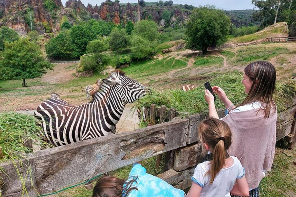 a woman taking a picture of a zebra at a zoo