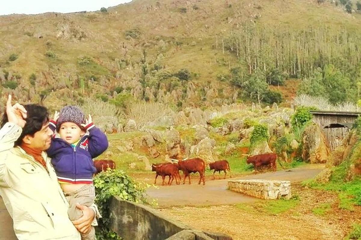 a man holding a child in front of a herd of cattle
