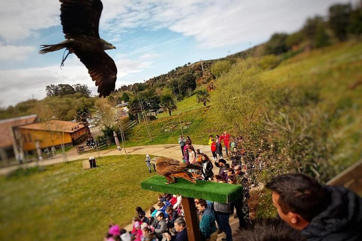 a crowd of people watching an eagle flying over a crowd