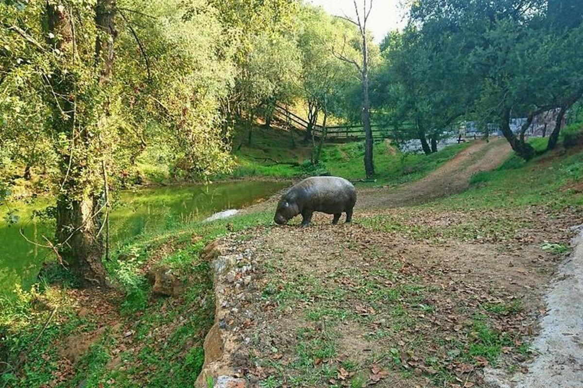 a black pig grazing on the side of a river
