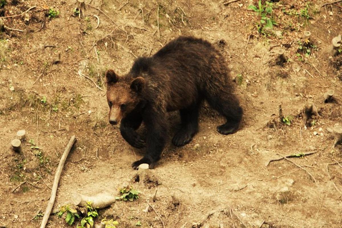 a brown bear walking on a dirt field