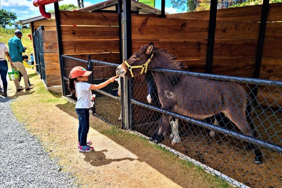 a little girl petting a donkey behind a fence