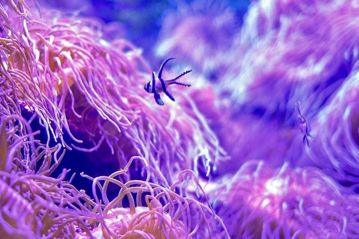 欣賞熱帶海底生物的鮮豔色彩，例如珊瑚和熱帶魚。