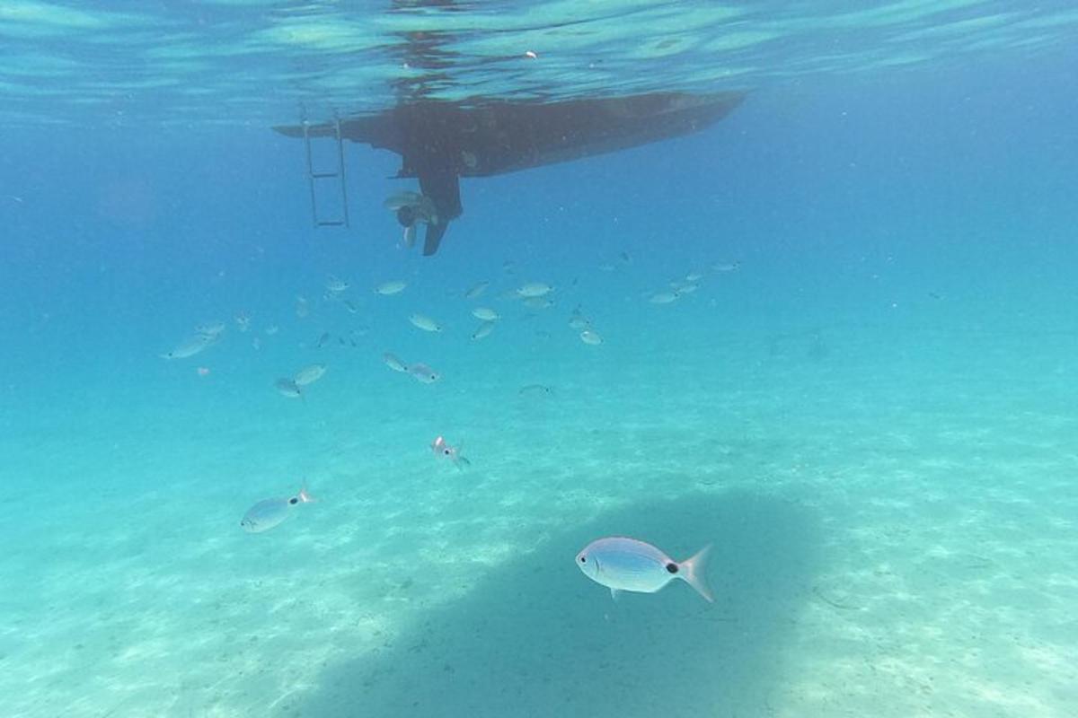 eine Person, die mit einer Gruppe von Fischen im Wasser schwimmt