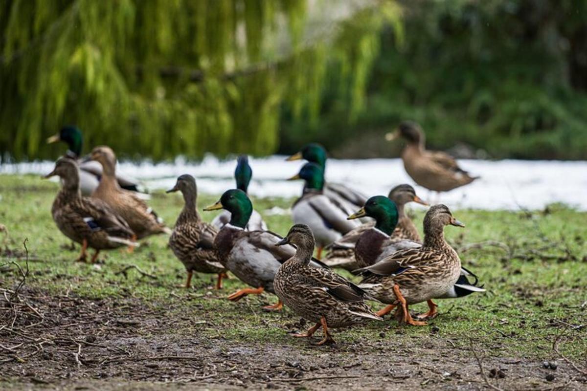 a group of ducks walking on the grass near a body of water