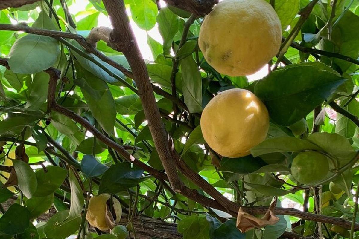 dos fruits grocs en un arbre amb fulles