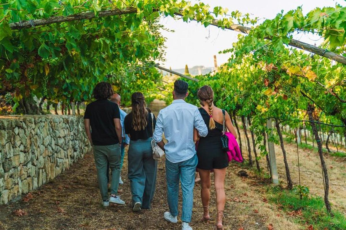 skupina lidí procházejících se vinicí