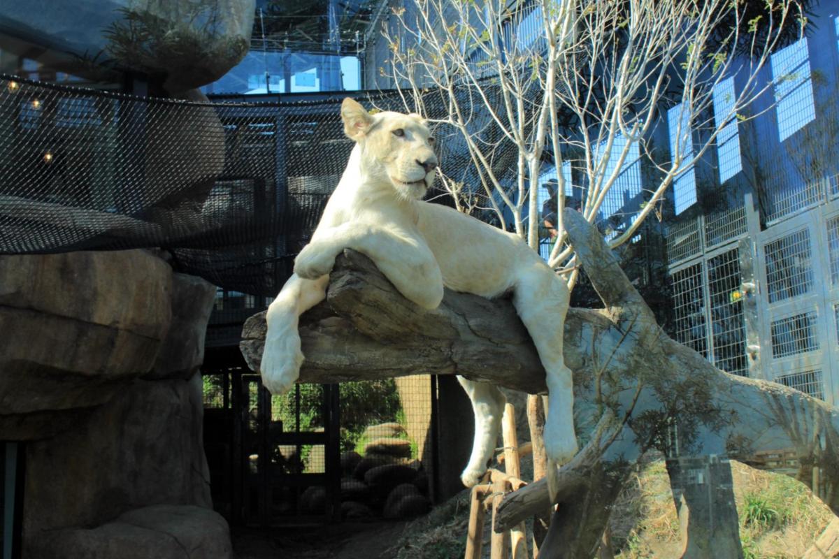a lion sitting on a rock in a zoo