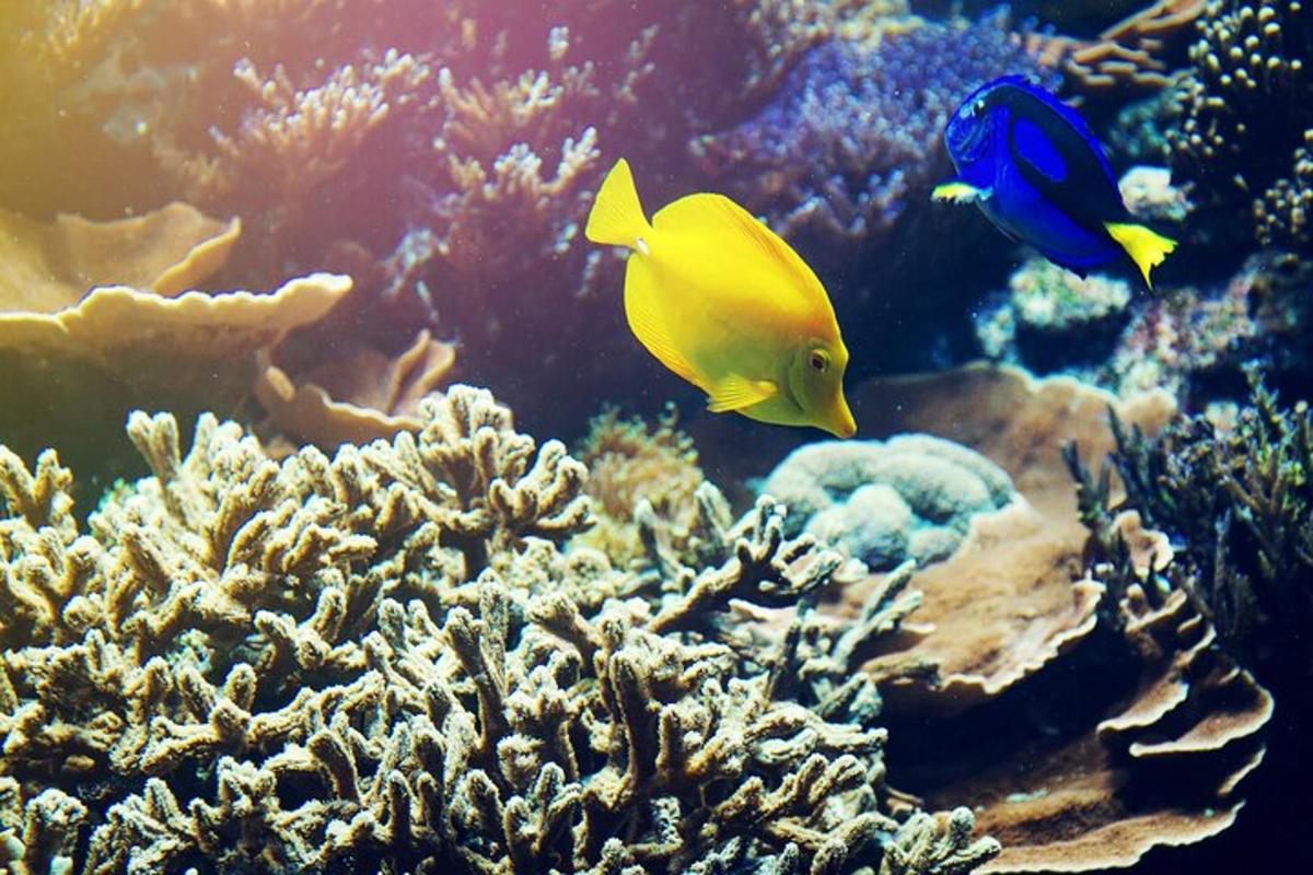 two yellow and blue fish in an aquarium