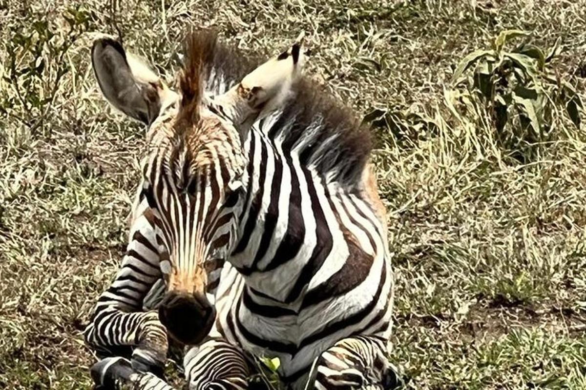 zebra ležící na zemi v trávě