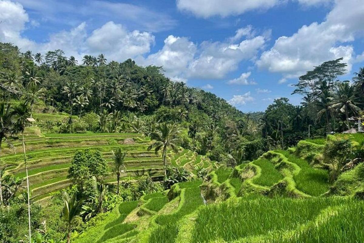 Un exuberante campo verde de terrazas de arroz en una montaña
