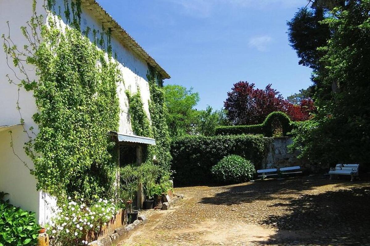 un muro di una casa ricoperto di edera con una panchina