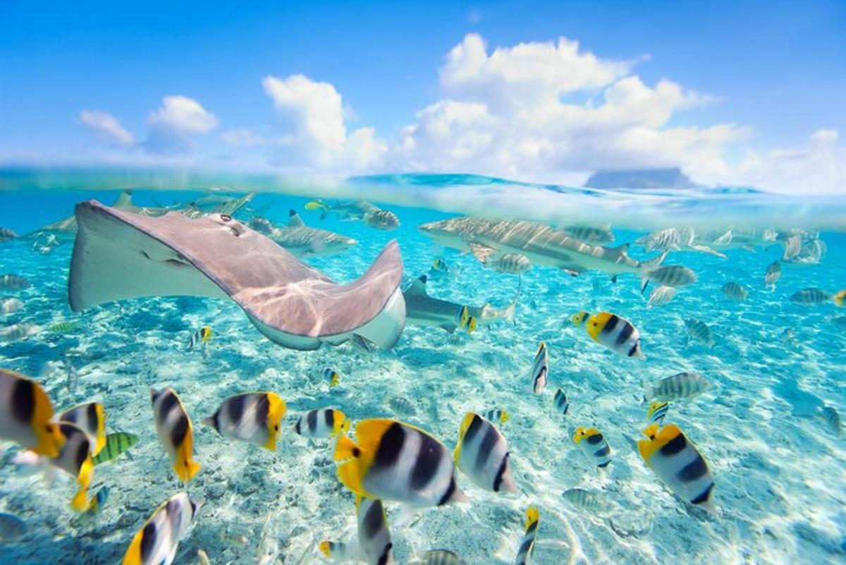 a stingray swimming in the ocean with fish
