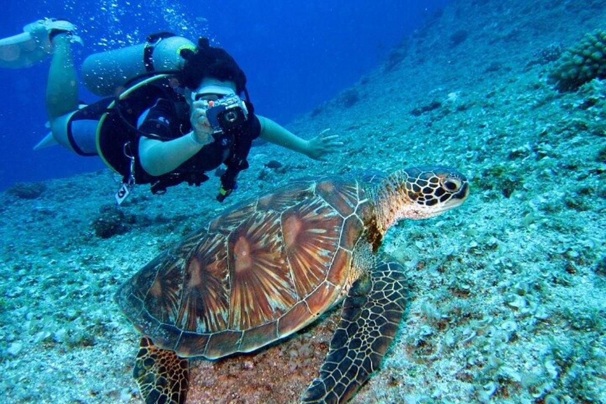 osoba fotografujúca morskú korytnačku