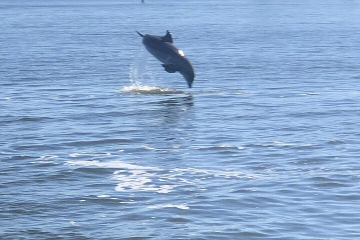a dolphin jumping out of the water
