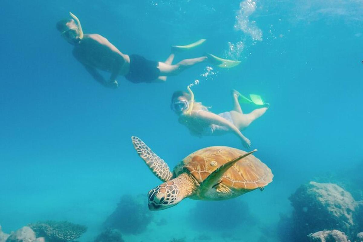 a woman and a turtle swimming in the ocean