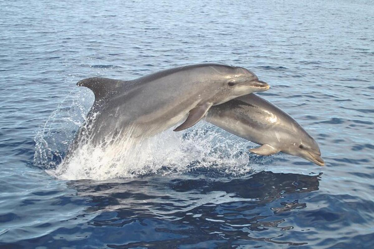 two dolphins jumping out of the water