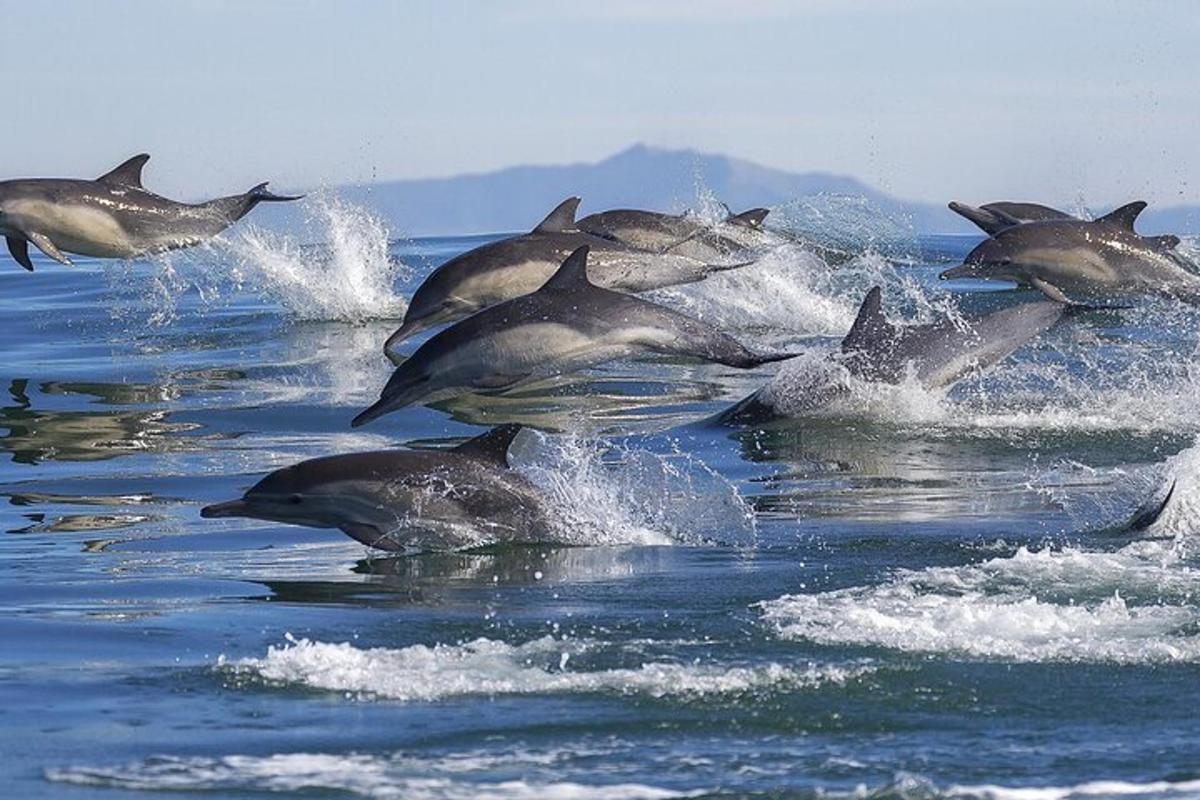 un gruppo di delfini che corrono nell'acqua